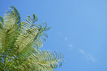 Low angle photo of tall high palm trees in the forest with shade and morning sunlight, Clear blue sky backgrounds. Empty blank copy text space. Concept for world tree day - National Tree day. - Powered by Adobe