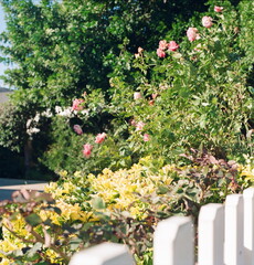 Flowers in the garden