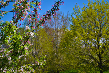 Crab Apple Blossom