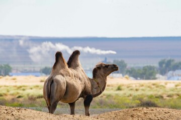 Brown camel grazing in the steppe in summer