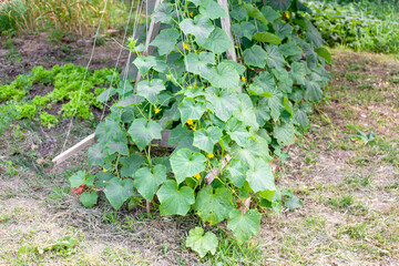 Cucumber bed. Cucumber vines are suspended on a trellis using threads. Growing vegetables.