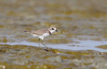 Kentish plover standing on the beach. this photo was taken from Chittagong,Bangladesh.