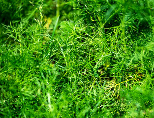 green grass similar to dill leaves
