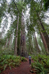 Man hiking in forest looking up to the tall trees. Redwood National Park. California. USA