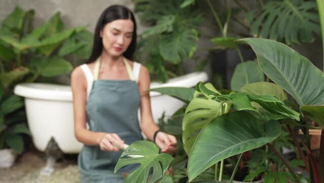 Young female gardener tending and cultivate to tropical plant in minimalist architectural concrete style summer exotic plant foliage garden, home gardening for environmentalist lifestyle. Blithe