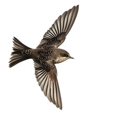 Obraz premium Swift Flying Isolated