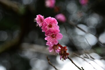 The plum blossoms are in full bloom now