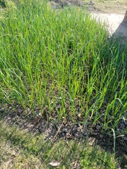 rice field