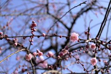 日本の春の梅