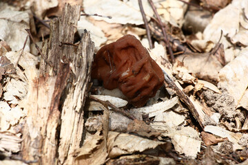 Among the fallen down rotten foliage spring mushroom morel have grown.