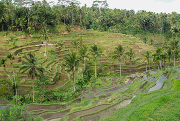 Fototapeta na wymiar インドネシア、バリ島ウブドの棚田のある風景