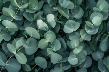 Green leaves of the eucalyptus plant