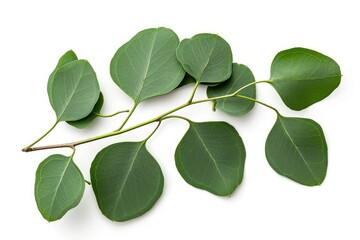 Fototapeta premium Eucalyptus leaves isolated on white background a perennial Myrtaceae plant