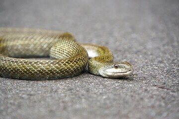 道路上のヘビの顔