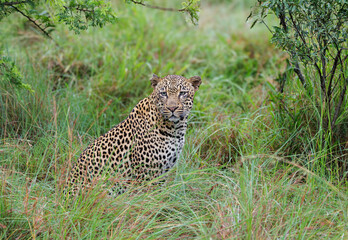 leopard in the grass
