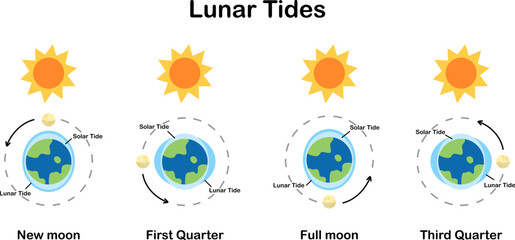 Cause of tides. Moon tides, Lunar tides. Earth’s tide cartoon and transparent. Astronomy science infographic, education, banner, background, diagram. Vector and illustration.