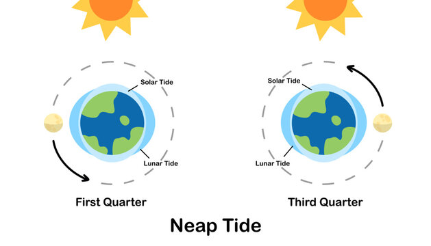 Neap tide. Moon tides, Lunar tides. Earth’s tide cartoon. Astronomy science infographic, education, banner, background, diagram. Vector and illustration.