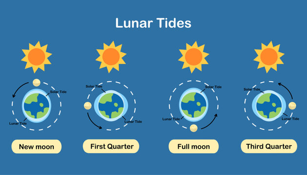 Cause of tides. Moon tides, Lunar tides. Earth&rsquo;s tide cartoon. Astronomy science infographic, education, banner, background, diagram. Vector and illustration.