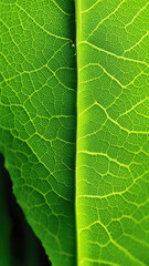 Obraz premium green leaf macro