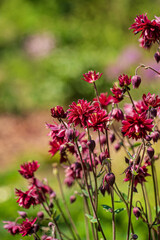 Aquilegia vulgaris, commonly known as the common columbine