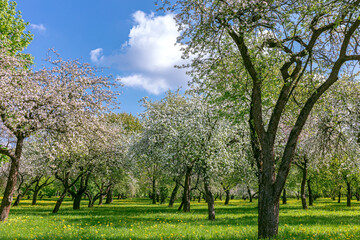 apple orchard in spring with blooming fruit trees. spring season landscape.