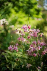 Aquilegia vulgaris, commonly known as the common columbine