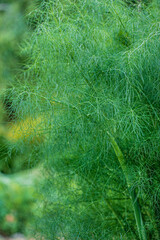 organic fennel in the garden
