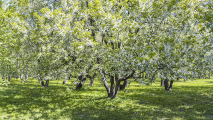 blossoming cherry trees. fruit orchard in spring time. panoramic image.