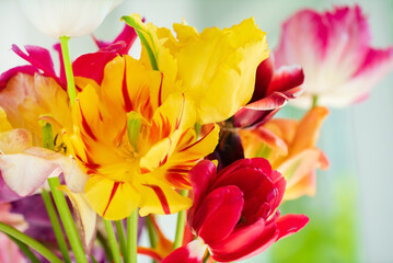 spring tulips in the vase