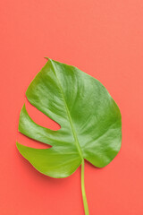 A large sheet of monstera on a red background.