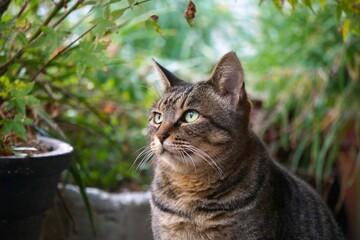 町並みの中で見つけた猫と植木