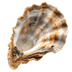 Oyster shell, transparent background, isolated image, generative AI