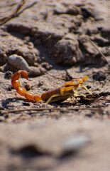 Cape Fat Tail Scorpion