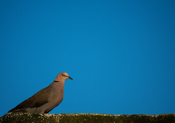 pigeon on the rock