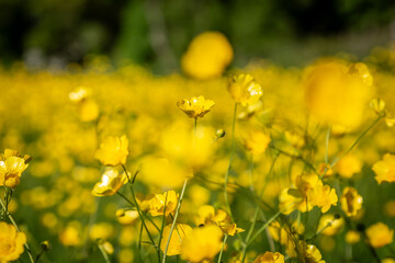 A close up of buttercups in a meadow on a spring day, with selective focus