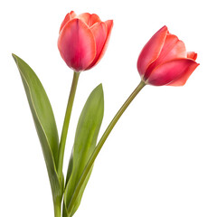 Two tulip flowers isolated no background png rose flower
