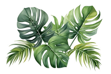 watercolor vector Set of tropical leaves. Variety. Ornamental plants. Banana leaves. Transparent background