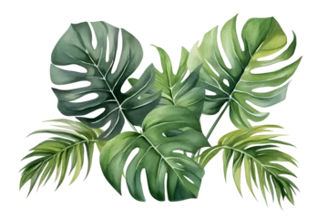 Foto auf Acrylglas Monstera watercolor vector Set of tropical leaves. Variety. Ornamental plants. Banana leaves. Transparent background