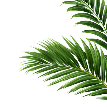 Vector watercolor palm leaves, coconut palm leaves, tropical leaves, variety, ornamental plants, banana leaves, transparent background. © WITCHA