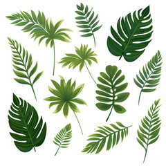 Set of tropical leaves, vector, watercolor, variety, ornamental, transparent background.