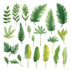 Set of tropical leaves, vector, watercolor, variety, ornamental, transparent background. - obrazy, fototapety, plakaty