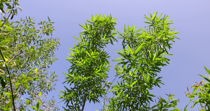 light white fluff from willow in spring, willow during flowering with a lot of white fluff with black seeds