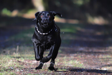 junger Labrador