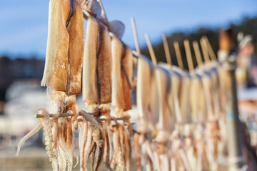 Scenery of dried squid in a quiet fishing village. Decapodiformes
