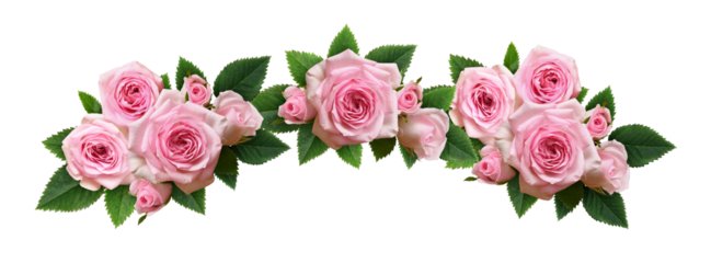 Pink rose flowers with green leaves in an arch floral arrangement  isolated on white or transparent background