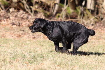 junger Labrador