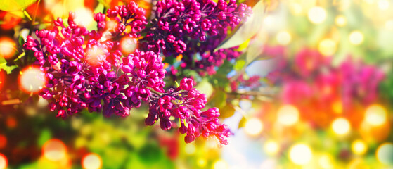 Abstract colored spring bright background with blooming lilac branches.