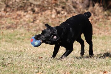 junger Labrador