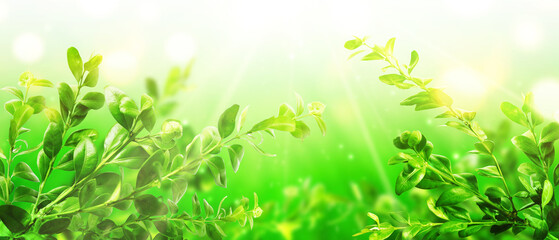 Abstract colored spring bright background with blossoming fresh leaves.