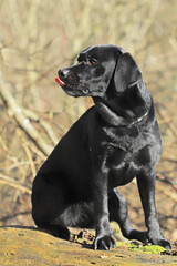junger Labrador